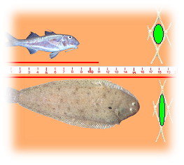 Le dimensioni minime e massime dei pesci